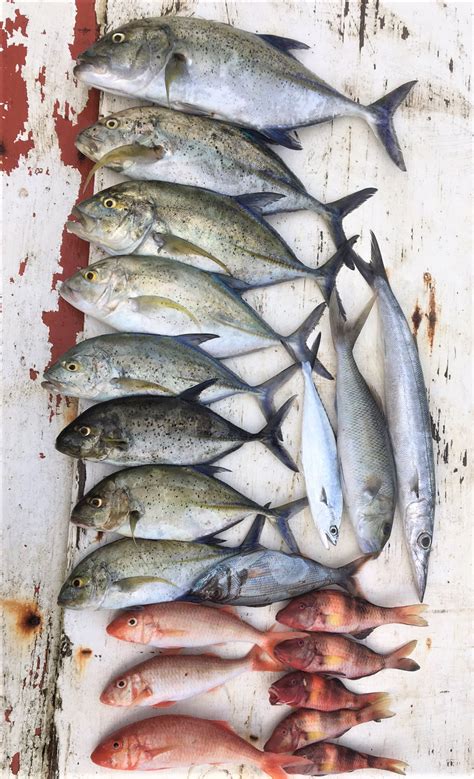 Favorite shoreline fish to eat .